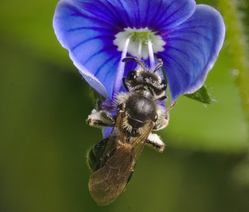 Eine Wildbiene bestäubt eine Blume © pixabay
