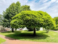 Stadtpark Hofgaerten Catalpa Bignonioides