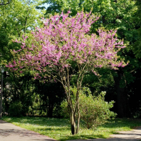 (André Winkel / Stadt Nürnberg) Baum