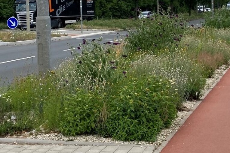 Staudenmischung Silbersommer als Straßenbegleitgrün, © SÖR / Stadt Nürnberg Staudenmischung Silbersommer als Straßenbegleitgrün