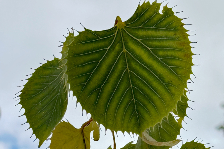 Lindenblatt - Blattrand mit Biss (André Winkel / Stadt Nürnberg) Henrys Linde - Tilia henryana