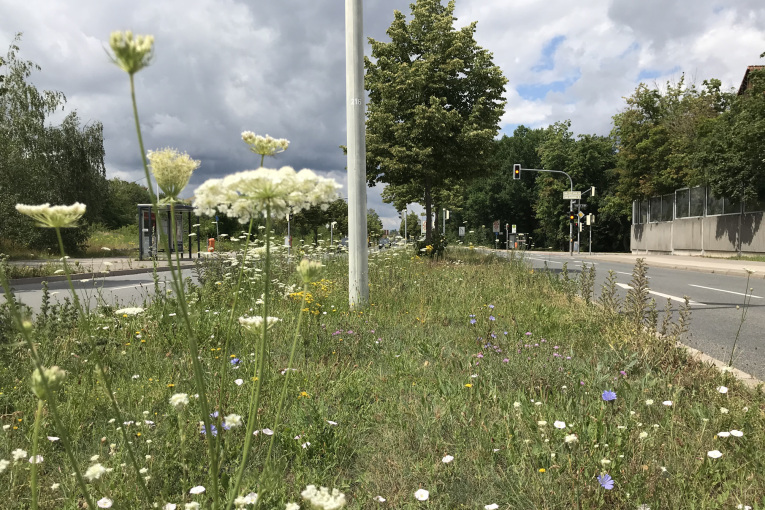 (SÖR / Stadt Nürnberg) Biodiversität Grünstreifen Web