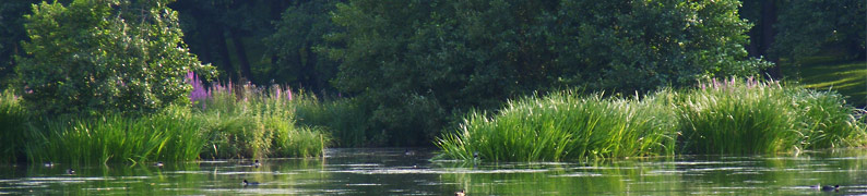 Weiherlandschaft in Nürnberg
