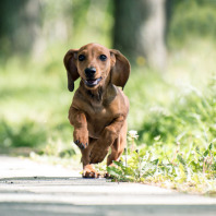 Rennender Hund im Sommer.